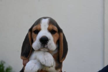 toy pudla novi sad: NEO'S STYLE KENNEL FCI 8177 Naša odgajivačnica objavljuje novo leglo U — 4