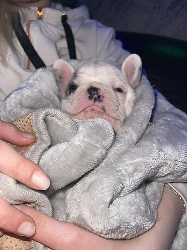 pomeranac mali psi za stan na poklon: Francuski buldog štenci – merle i bele šare, plave oči - Rasa — 1