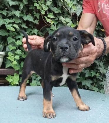 psi american bully: American bully AMERICKI BULLY, top stenad, strucno odnegovana — 3