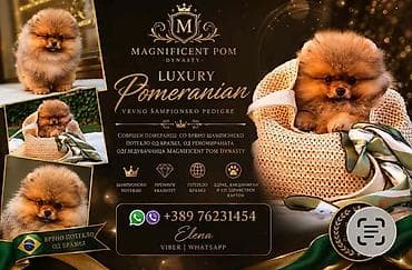 pomeranac stene cena: Ekskluzivni pomeranci iz vrhunske brazilske krvne linije — 6