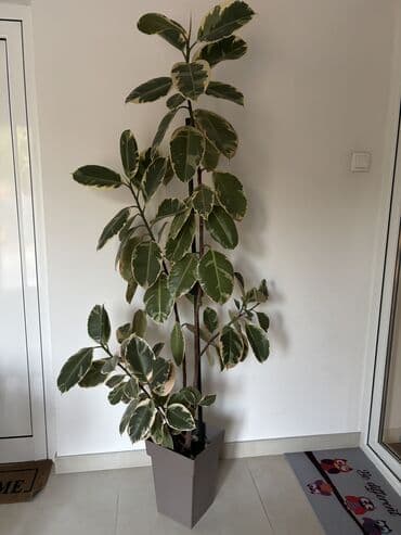 čarobne zvučne priče 2: Dve novogodisnje zvucne knjigice za decu,jedna je 800dinara,knjigici — 20