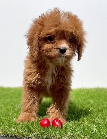crvene pudle cena: Cavapoo-Kavapu (cavalier king charles spaniel + pudla) Cavapoo, u — 4