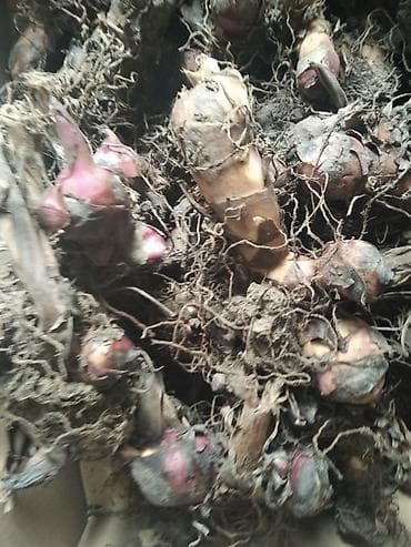 Lukovice crvene kane-komad 150 din