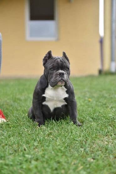 mali psi za udomljavanje: Dostupni stenci american bully Starosti 4 meseca Primili sve vakcine — 7