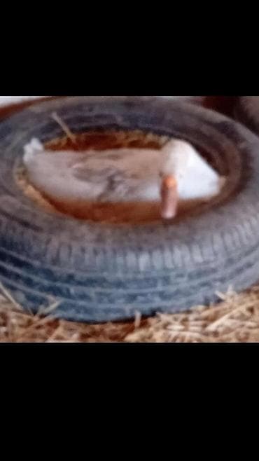 Prehrambeni proizvodi: Guscija jaja iz domaćeg uzgoja. - Pogodna za svakodnevnu upotrebu u — 2