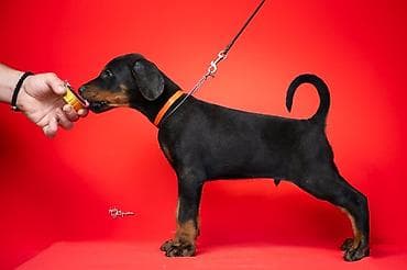 stenca: NA PRODAJU STENAD DOBERMANA IZ ODGAJIVACNICE: HEAVENLY WARRIOR — 3