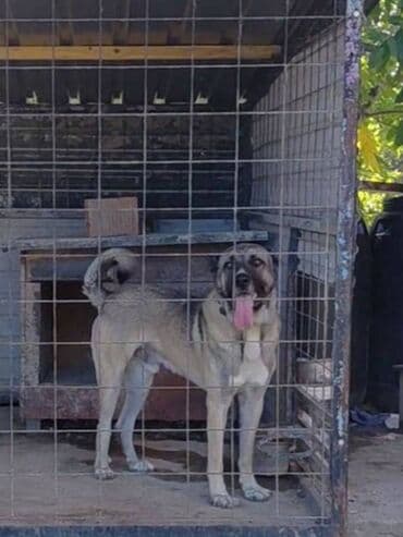 Psi: Turski Kangal, mužjak Na prodaju TURSKI KANGAL, mužjak star 22 meseca — 5