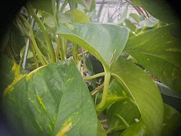 forma ideale spavace sobe akcije: Yucca, Drvo Života, 140 centimetara visina, dva stabla iz saksije sa — 7
