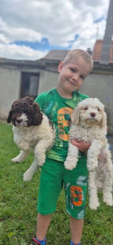 psi za tartufe prodaja: Stenci lagotto romagnolo Stenci lagotto romagnolo Stenci stari 3 — 1