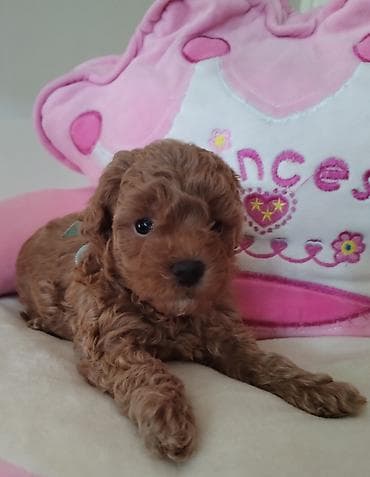 maltezer mali psi za stan na poklon: TOY PUDLE Izuzetni štenci ženke i mužjak, oštenjeni 23.3.2026. od — 4