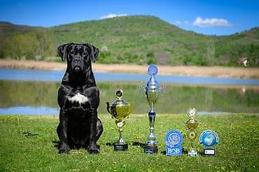 veliki crni psi: Sa zadovoljstvom predstavljamo novo leglo Cane Corso štenaca iz — 10