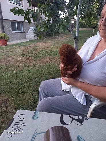 toy pudla apricot: Crvena toy pudlica, žensko štene – staro 2,5 meseci.Profesionalno — 5