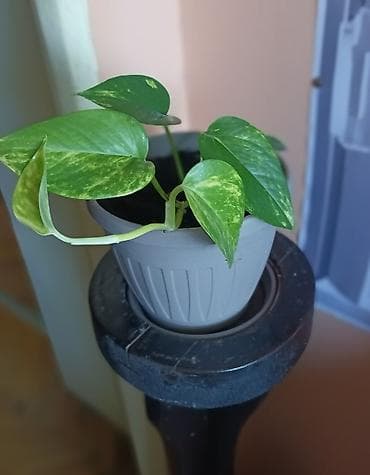 sobni kaktusi vrste: Pothos (Epipremnum aureum) u saksiji prečnika 15cm - Vrsta: sobna — 3
