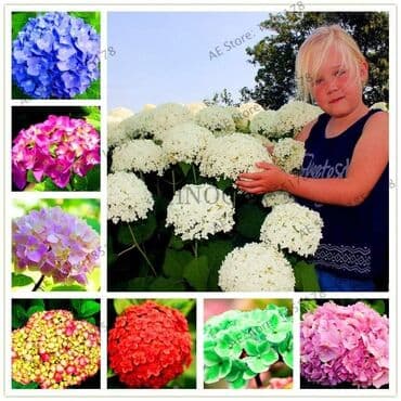 dihondra seme prodaja: Hortenzija seme
Cena:650din/5semenki — 5