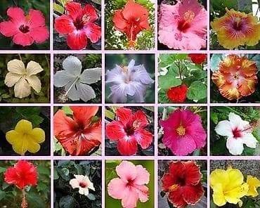 trogodisnje sadnice voca: █▬█ █ ▀█▀ *** EXTRA PONUDA *** Džinovski Hibiskus 50 semenke Mix boja — 2