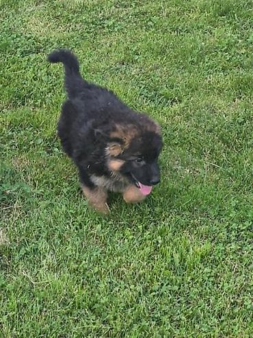 dog: Na prodaju još 2 zenke iz legla dugodlakog nemačkog ovcara. Štenci su — 2