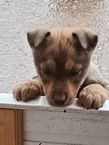 psi za dvoriste prodaja: Štenci mešanca – šarmantni mali medvedići - Leglo preslatkih štenaca — 6