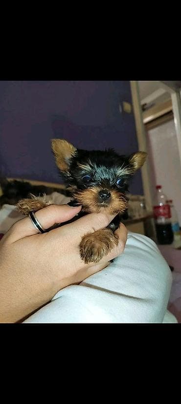 meso za pse prodaja: Jorkšir terijer – štenci iz kućnog legla majka ima kilo i po otac 980 — 5