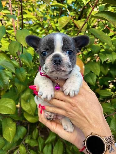 Odgajivacnica pasa "Happy Puppies" ima u ponudi francuski buldog