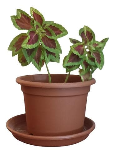 kraljevska zelena boja: Ukrasna sobna biljka – Koleus (Coleus blumei) u saksiji u saksiji 17cm — 1