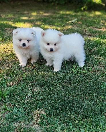 akita americka: Nemački špic, štenci bele boje, sitne građe, oba pola. Oštenjeni — 2