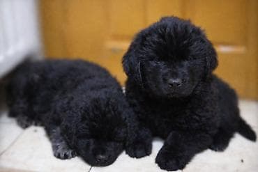 Ptice: Na prodaju štenci njufaundlendera, odličnog kvaliteta. Za više — 1