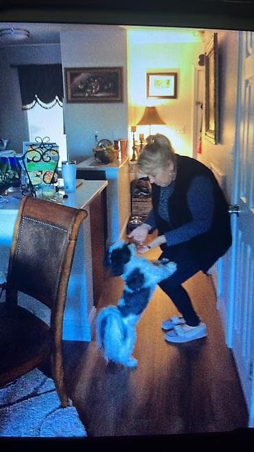 cuvanje kuca borca na duze: Briga i nega manjih kuca u kućnim uslovima bez kaveza i ogradica — 6