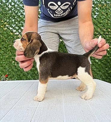 privezak na engleskom: ŠTENCI BIGLA – The Lovely Dogs Pogledajte vrhunski kvalitet naših — 9