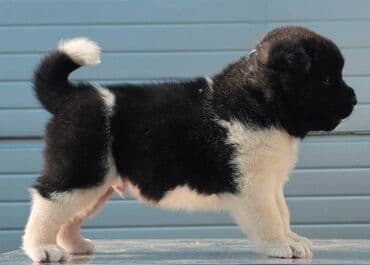 psi na poklon zrenjanin: Američka Akita, štenci Odgajivacnica TOP WINNER PUPPY sa ponosom — 3