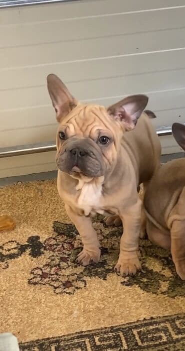 Pets & Animals: Francuski buldog štenci iz vrhunskog legla – spremni za novi dom - — 6