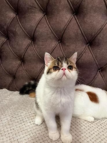nova guinea cveke: Na prodaju egzotični kratkodlaki mačići (Exotic Shorthair) — 8