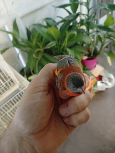 Ptice: Vrsta: venecuelske cajzle Opis: - Ukrasni ptice intenzivnog — 1