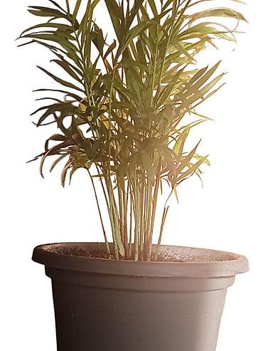 sobni kaktusi vrste: Chamaedorea elegans (parlor palma) u saksiji prečnika 18cm - Sobna — 2