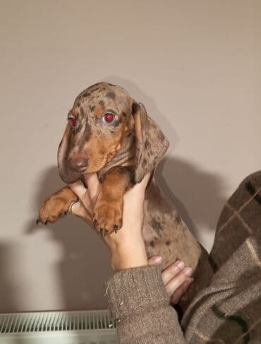 Mlado štene jazavičara (dachshund), kratkodlaki tip, u retkoj — 1