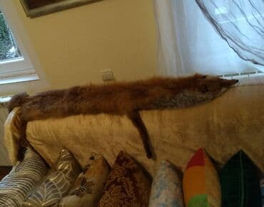 Hats: Zenska lisica — 2