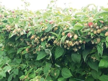 polikabl za co2 aparat: Naša ponuda obuhvata sadnice maline za više sorti malina uključujući — 4