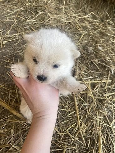 mesanac malinoa i nemackog ovcara: Štene mesanci otac zlatni retriver retrivera tek prijeli nisu — 4