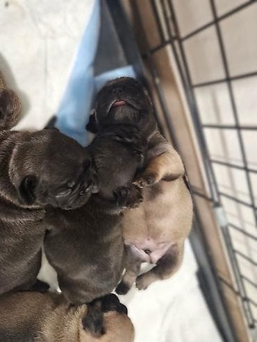 Štenci (moguće mopsa/french bulldog tip njuške) – leglo kratkodlakih