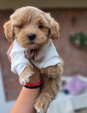 staford mali: Maltipoo bebe Registrovana odgajivacnica Hopy queen pudle predstavlja — 4