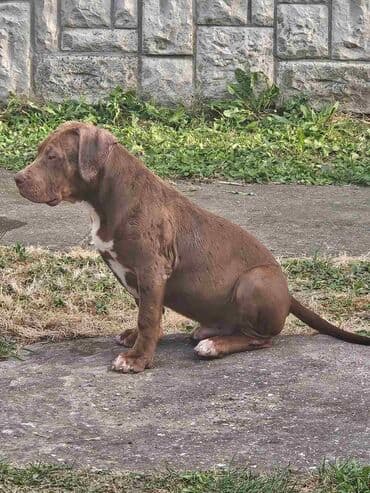 Životinje: Vrhunski štenci American Bully XL dostupni za prodaju. Krvna linija — 3
