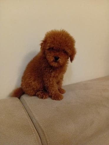 koker pudla: Toy pudla,star 3 meseca primio tri vakcine,odgajana u kućnim — 4