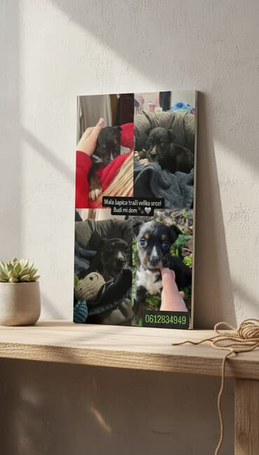 Izgubljeno-nađeno, dajem besplatno: Preslatko štene traži dom - Mlado štene malog rasta, crne dlake sa — 1