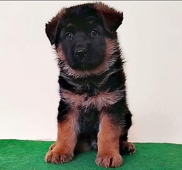 Aquariums: Nemački ovčari,odg. Ultra Star iz Beograda,vrhunska štenad izuzetne — 1