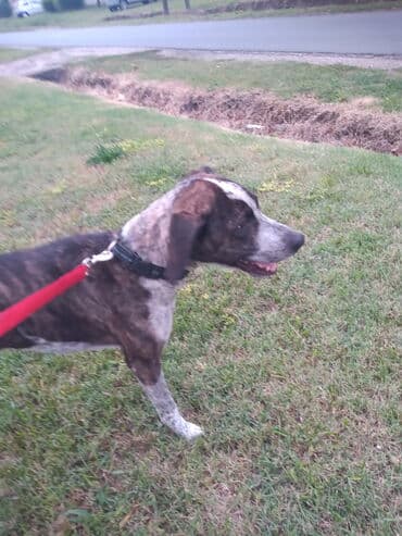 american bully psi: Poklanjam lepu kucu sterilisana zenka, oko 5.5 godina stara, jako — 1