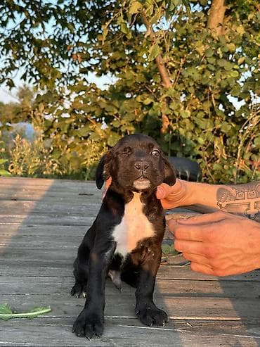 beli psi veliki: Rasa Cane Corso snažne građe) Starost: 45dana Boja dlake: nijanse — 6