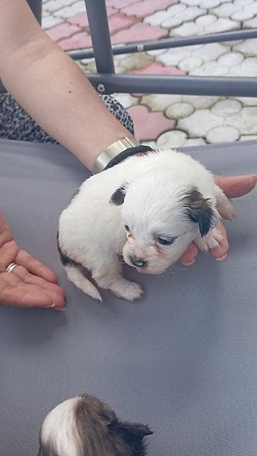 maltezer slike: Na prodaju štenci majka pekinezer tata maltezeroštenjeni 11 aprila — 1