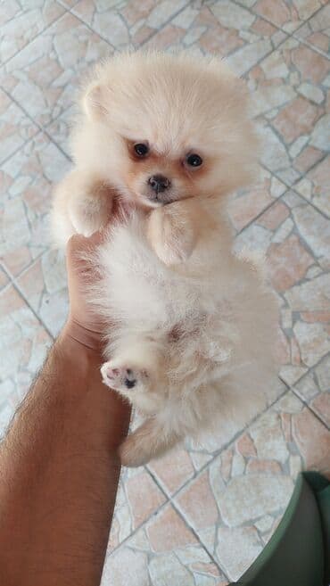 njuškalo psi na poklon labradori: 🐻🧸💎#pomeranianboo #pomeranian #pomeranianlove #pomeraniansoftiktok — 2