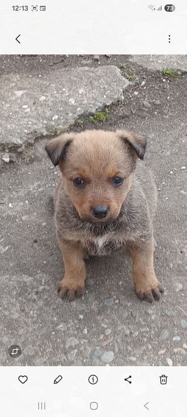 drveni kavezi za ptice: Štenci mešanca – šarmantni mali medvedići - Leglo preslatkih štenaca — 4