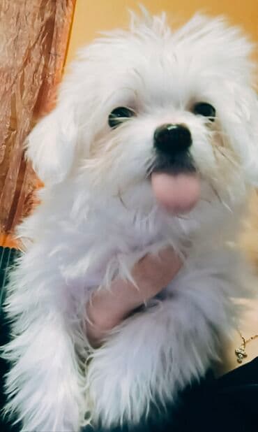 Psi: Mali kućni ljubimac – beli pahuljasti pas (toy/mini tip) - — 2