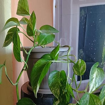 kucno cvece: Zlatna puzavica (Epipremnum aureum) u saksiji prečnika 20cm, dužina — 5